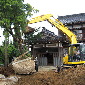 樹木の移植